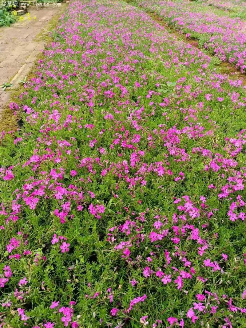 芝櫻盆栽開花花朵一片片