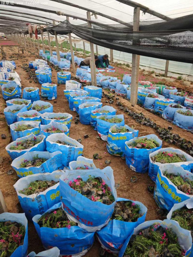 芝櫻盆栽基地起苗現(xiàn)場