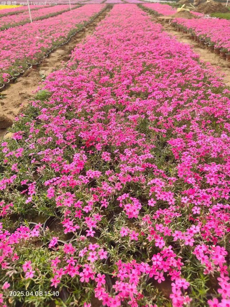 芝櫻盆栽開花花朵一片片