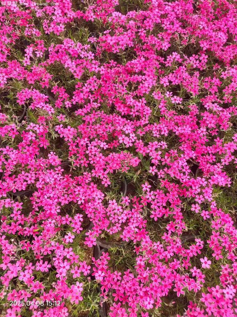 芝櫻盆栽開花花朵一片片