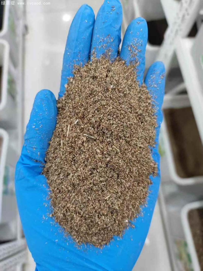 青蒿種子 青蒿種子