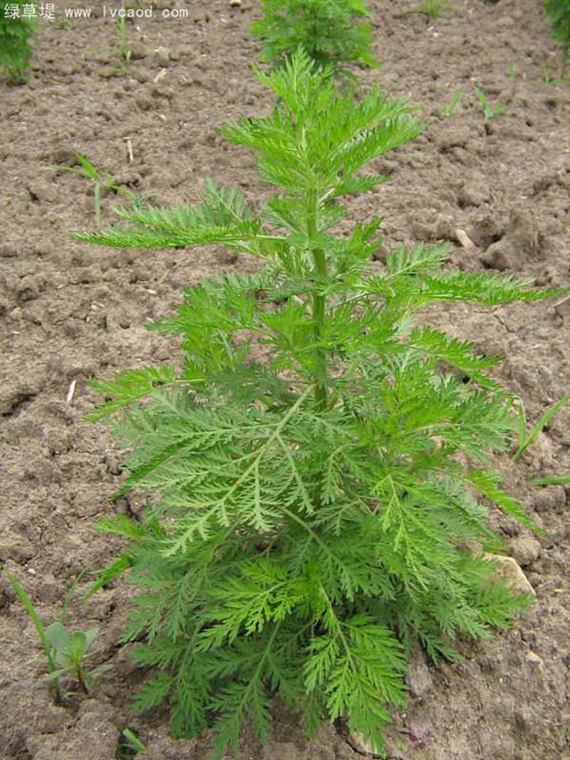 青蒿植株 青蒿植株