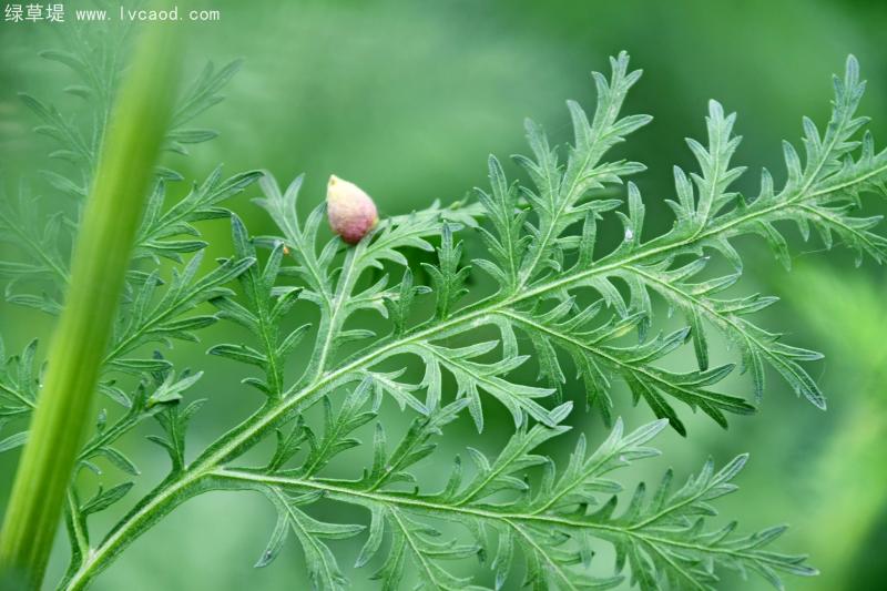 青蒿葉子上的種子 青蒿葉子上的種子