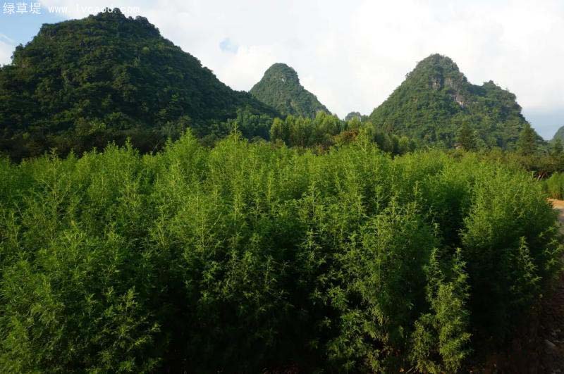 青蒿種植基地 青蒿種植基地