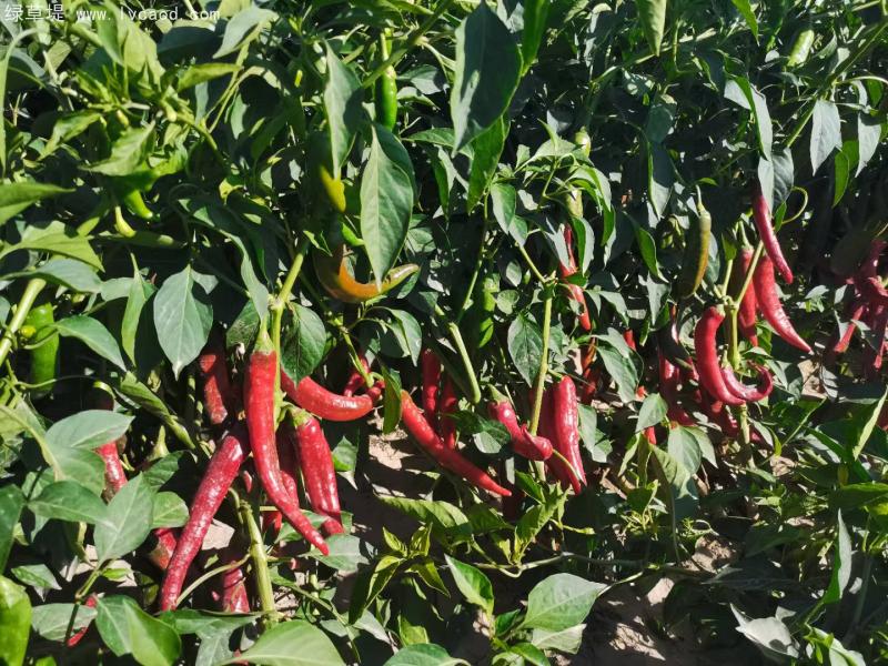辣椒豐收 辣椒豐收