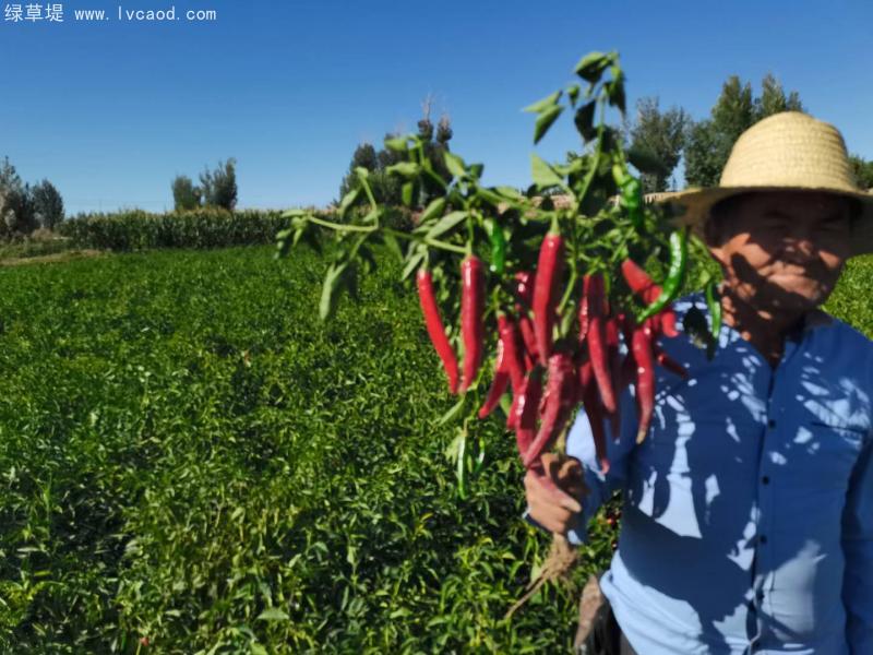 辣椒豐收 辣椒豐收