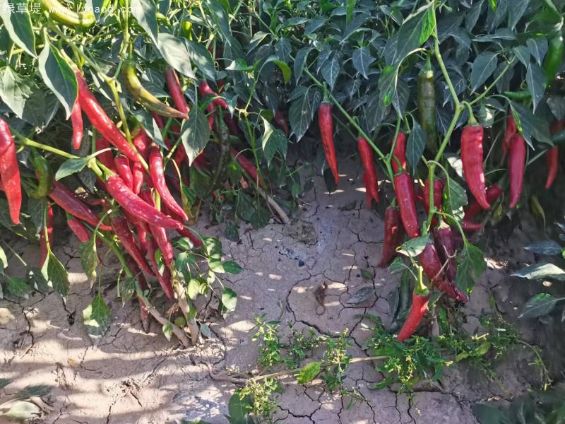 辣椒植株紅色辣椒 辣椒植株紅色辣椒