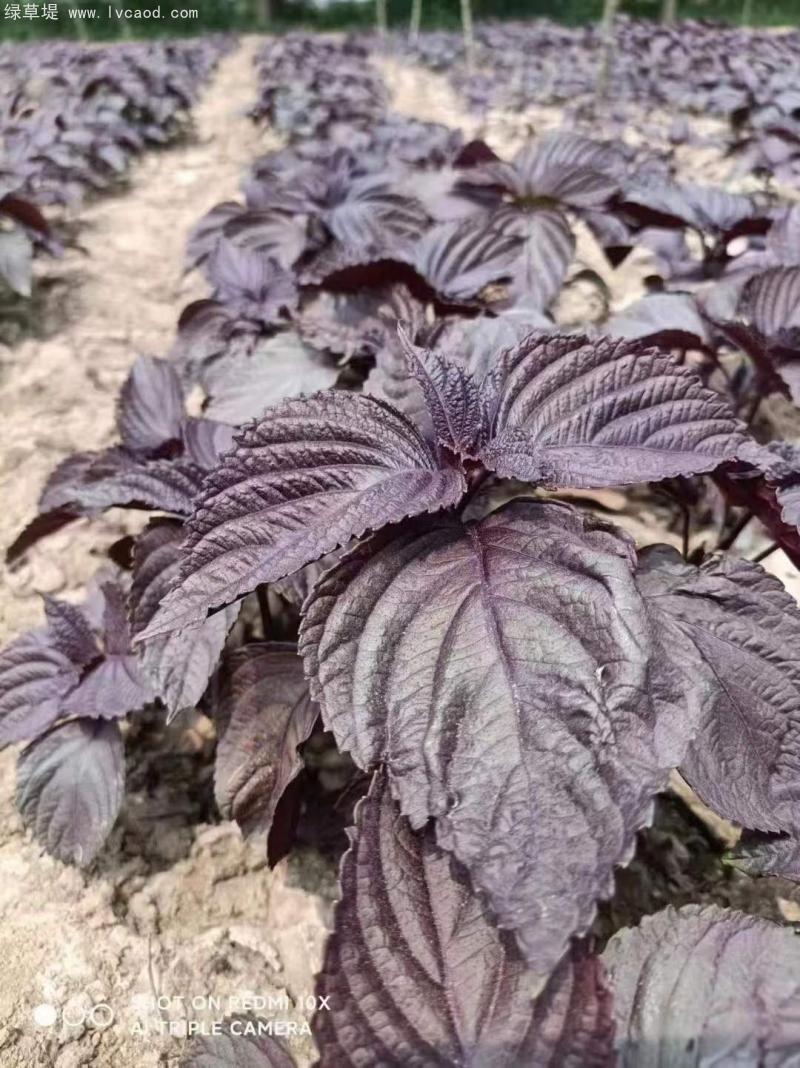 紫蘇葉片雙面紫 紫蘇葉片雙面紫