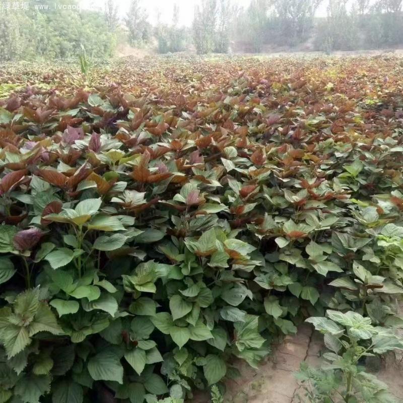 紫蘇植株 紫蘇植株