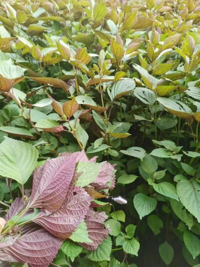 紫蘇植株 紫蘇植株