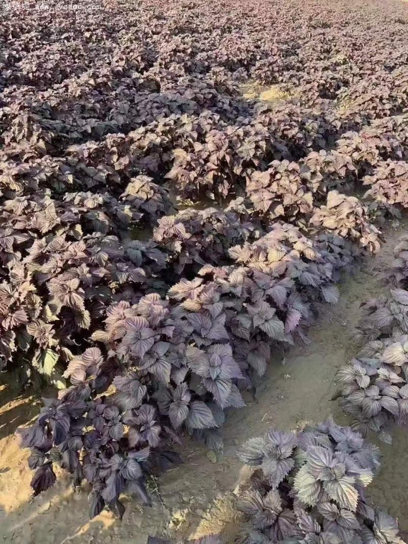 紫蘇植株 紫蘇植株