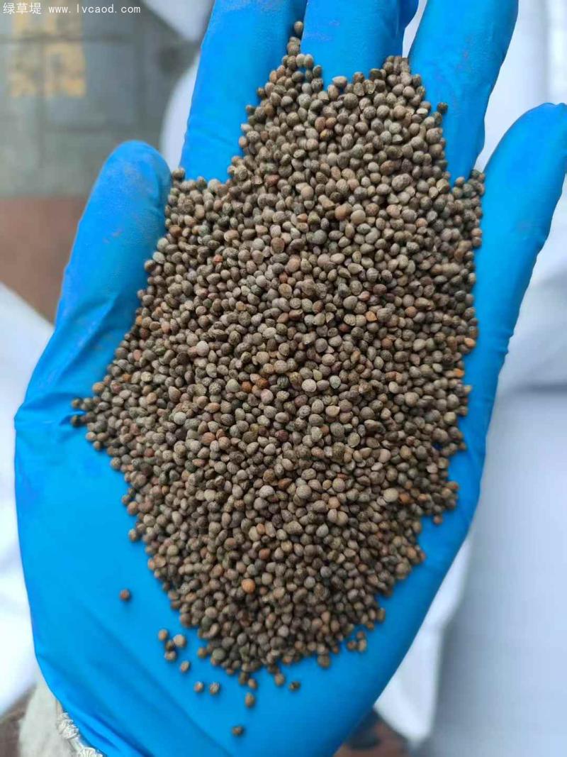 紫蘇種子 紫蘇種子