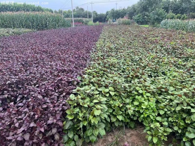 紫蘇植株 紫蘇植株