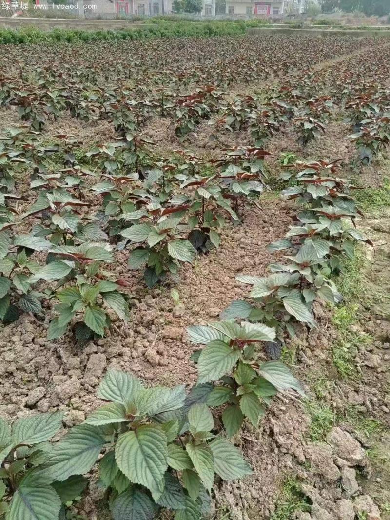 紫蘇植株 紫蘇植株