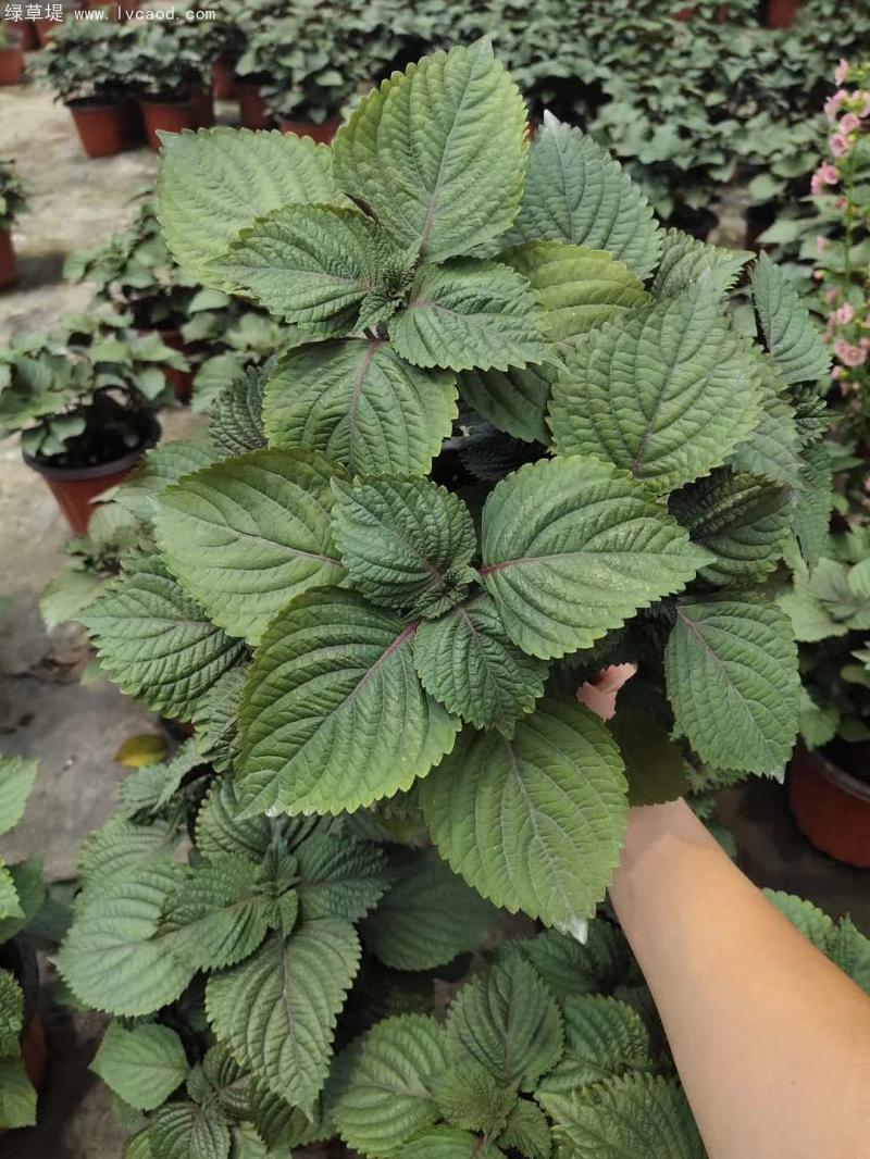 紫蘇植株 紫蘇植株