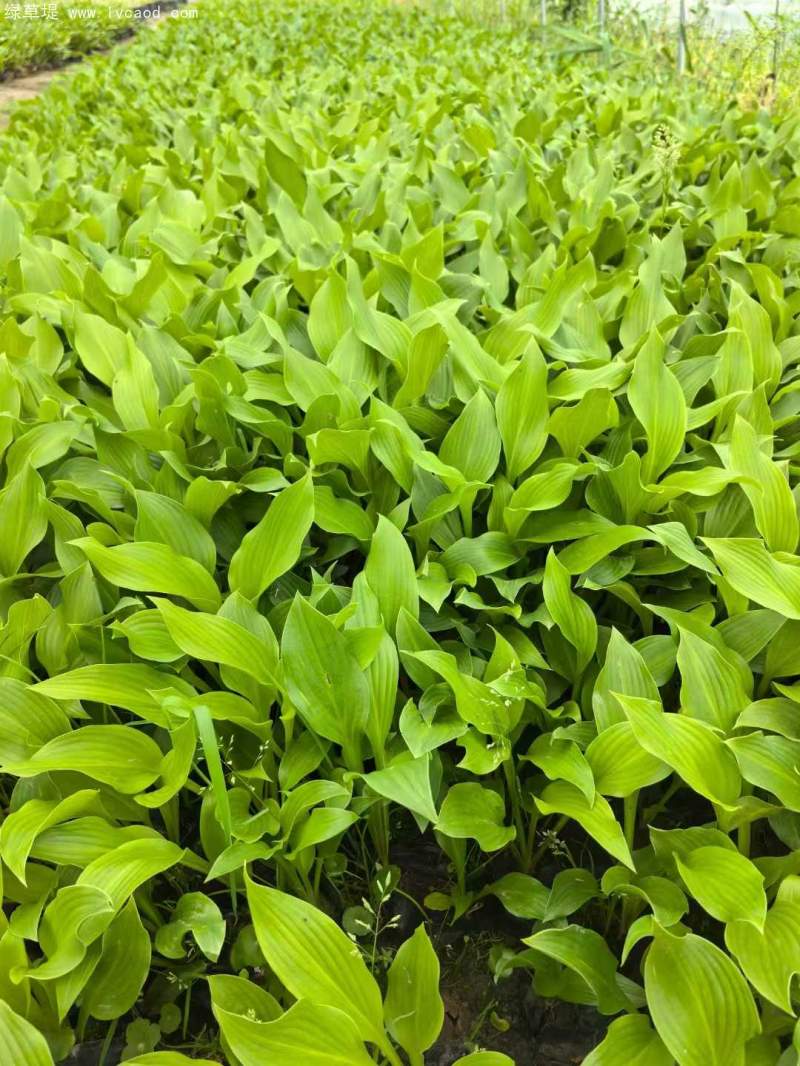 玉簪盆栽杯苗 玉簪盆栽杯苗