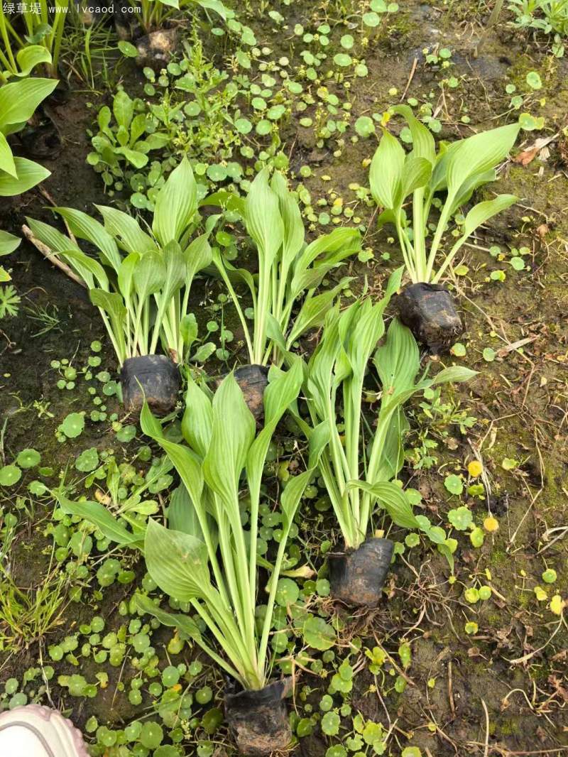 玉簪盆栽杯苗 玉簪盆栽杯苗