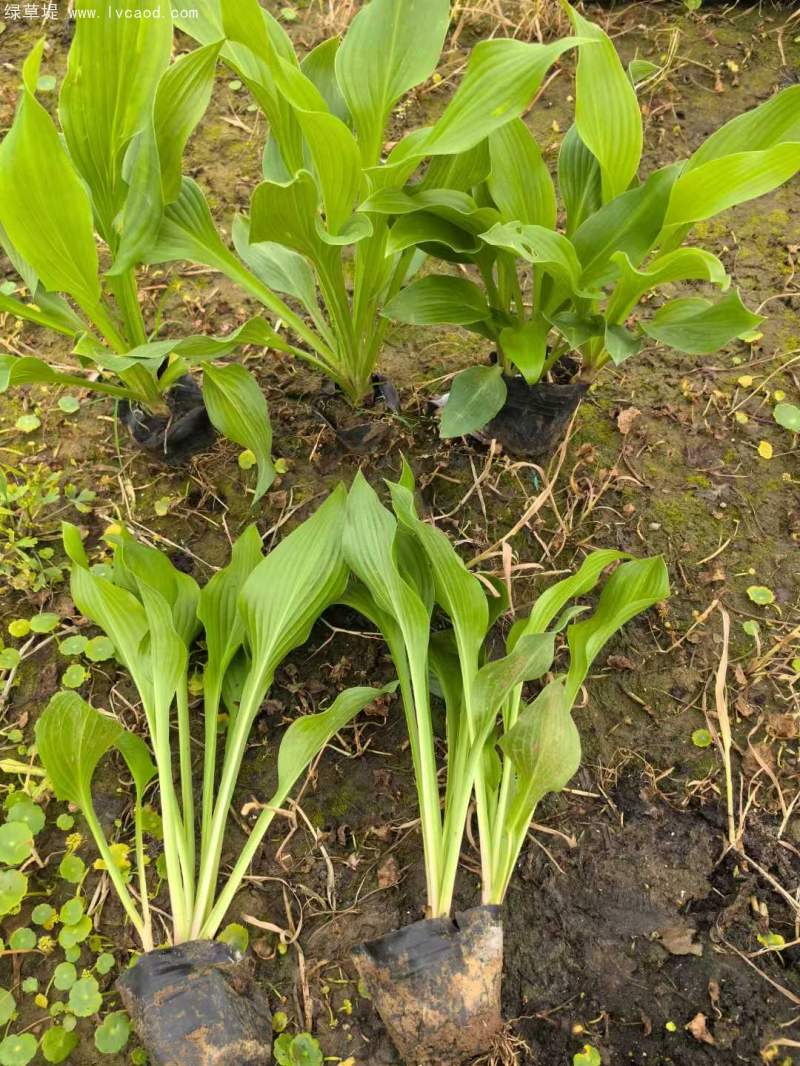 玉簪盆栽杯苗 玉簪盆栽杯苗