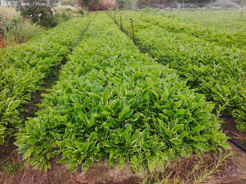 玉簪地苗 玉簪地苗