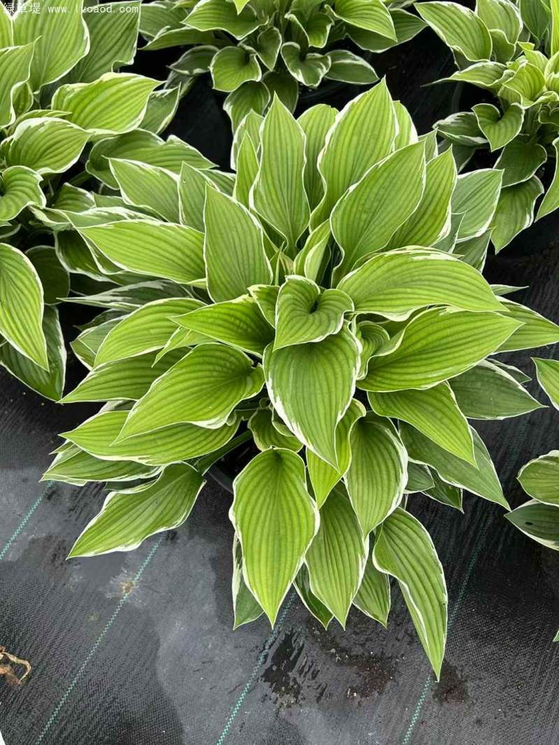 玉簪盆栽杯苗 玉簪盆栽杯苗