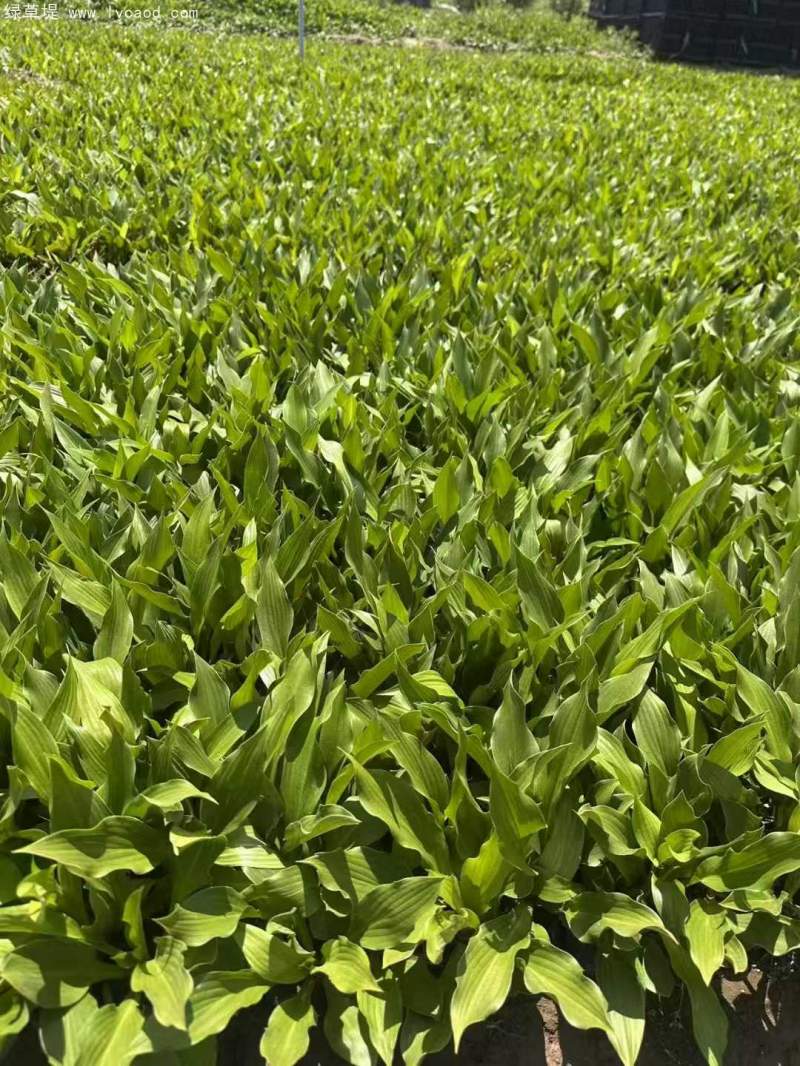 玉簪盆栽杯苗 玉簪盆栽杯苗