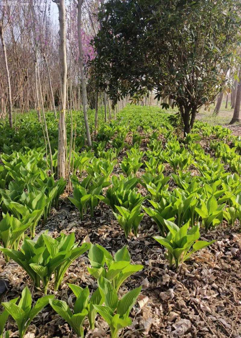 玉簪地苗 玉簪地苗