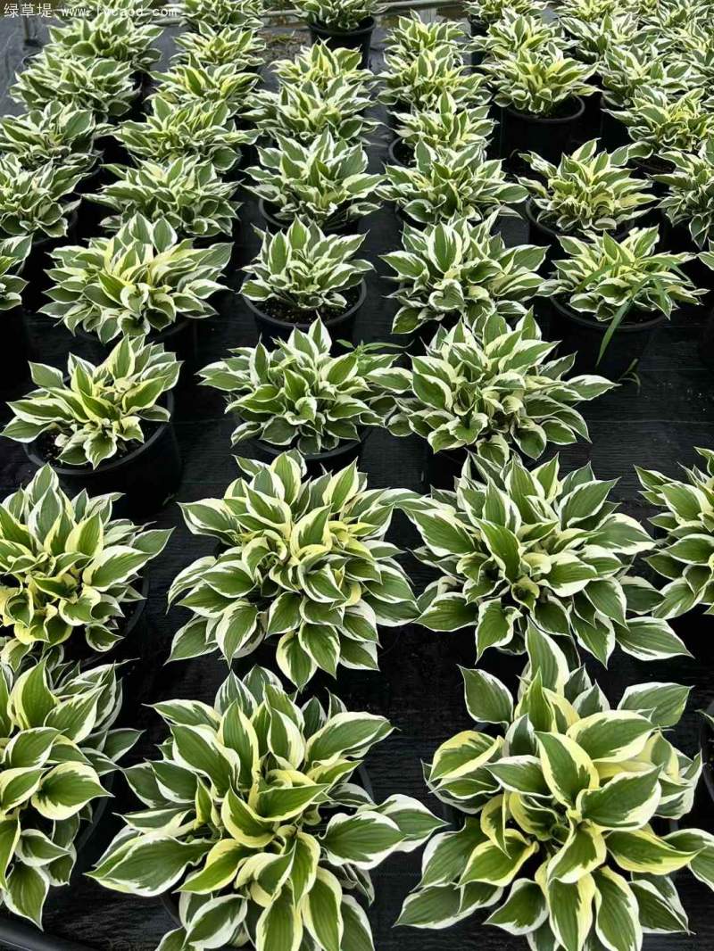 玉簪盆栽杯苗 玉簪盆栽杯苗