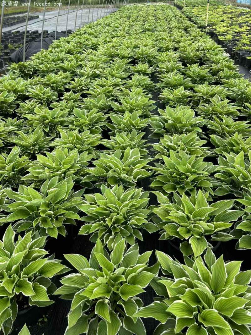 玉簪盆栽杯苗 玉簪盆栽杯苗