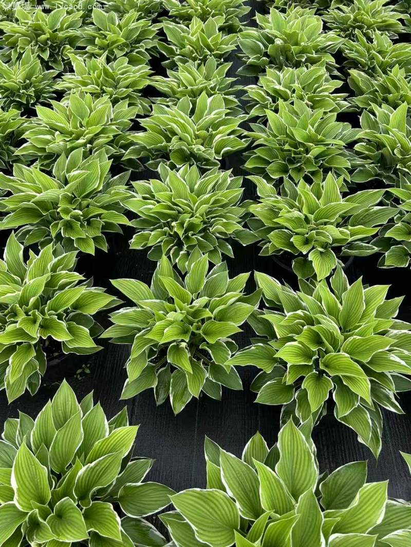 玉簪盆栽杯苗 玉簪盆栽杯苗