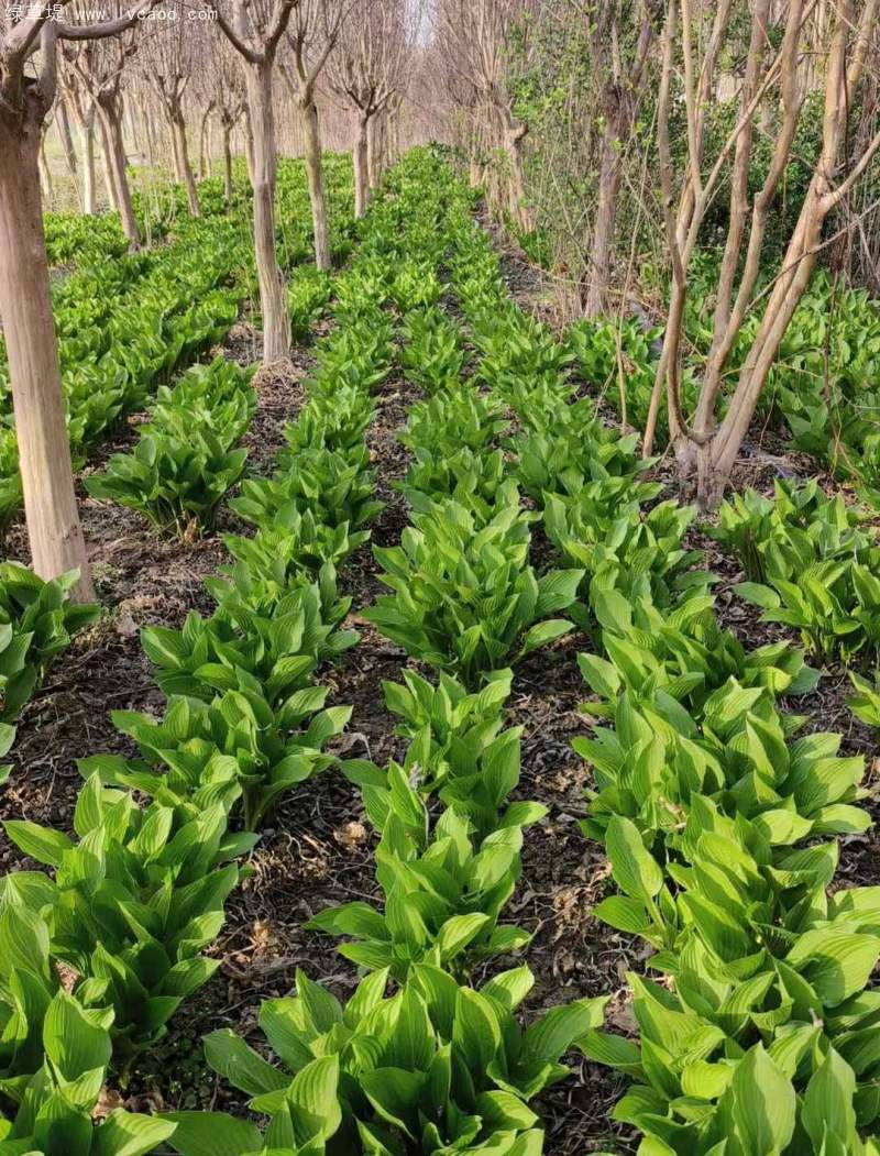 玉簪地苗 玉簪地苗