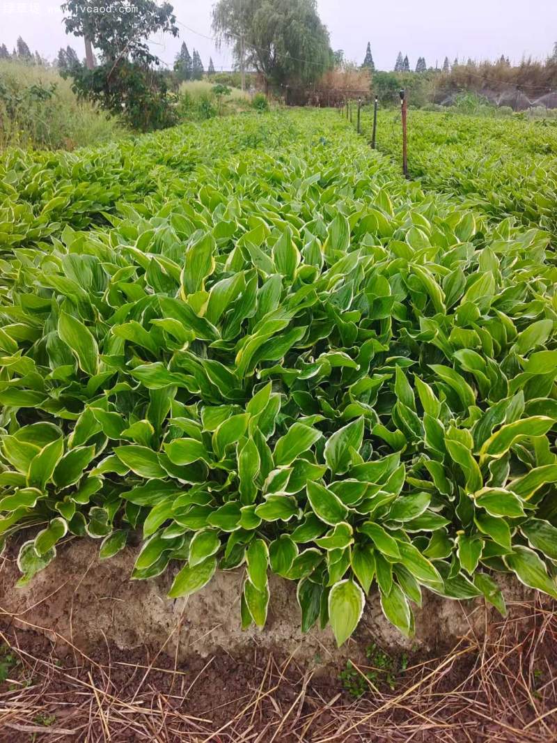 玉簪地苗 玉簪地苗