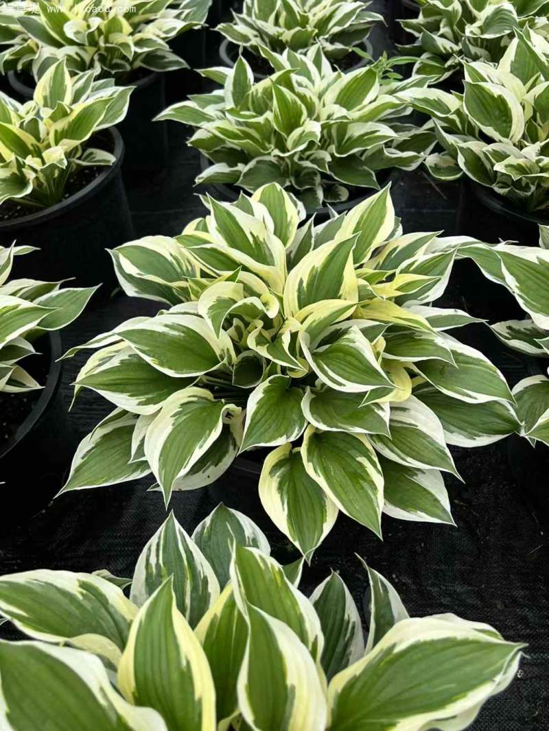 玉簪盆栽杯苗 玉簪盆栽杯苗