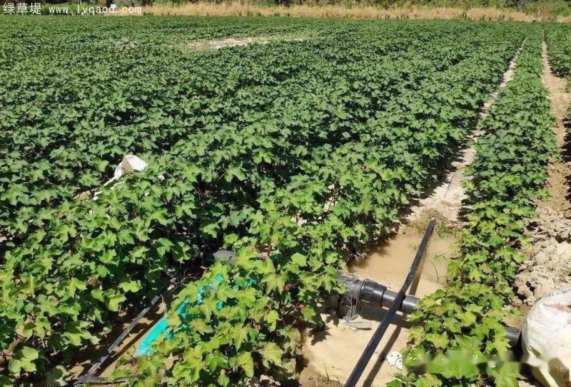 棉花植株田 棉花植株田