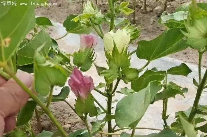 棉花的花朵 棉花的花朵