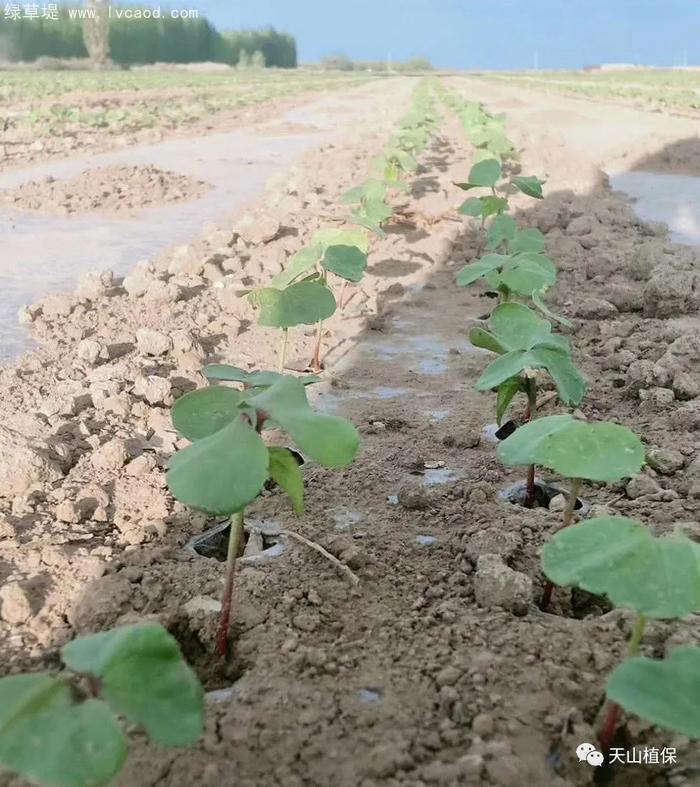 棉花葉子 棉花葉子