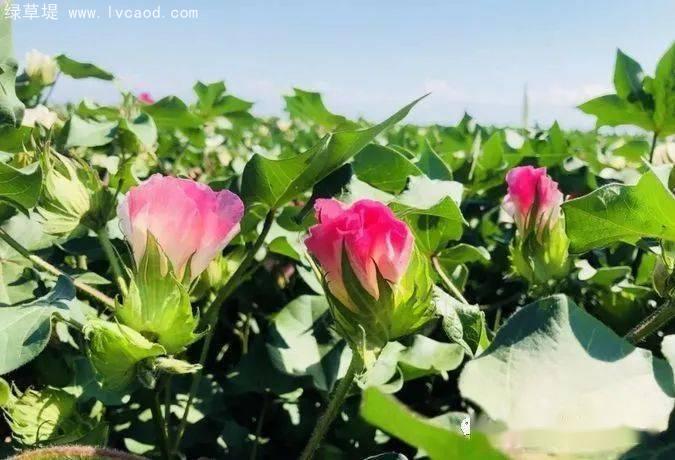 棉花的花朵 棉花的花朵