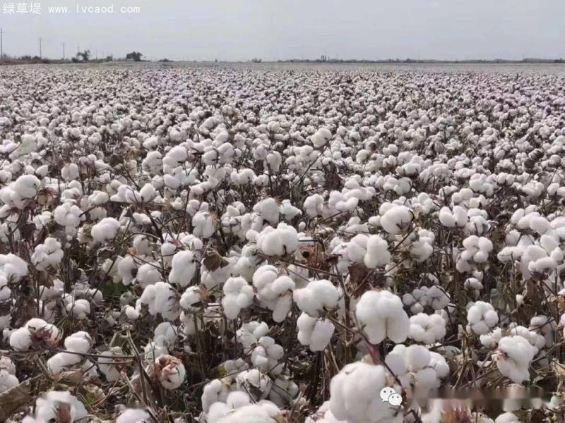 棉花植株田 棉花植株田