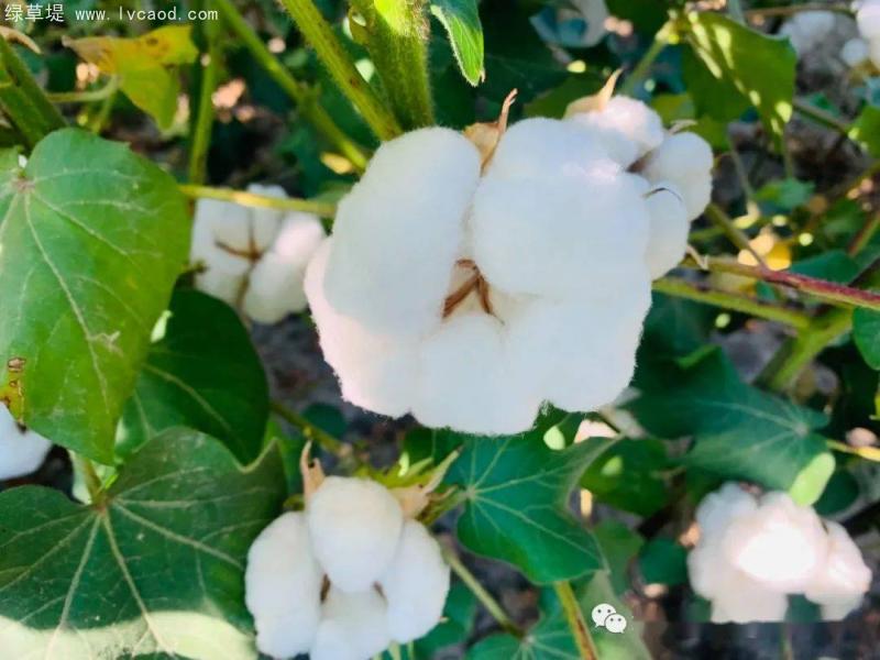 棉花植株田 棉花植株田