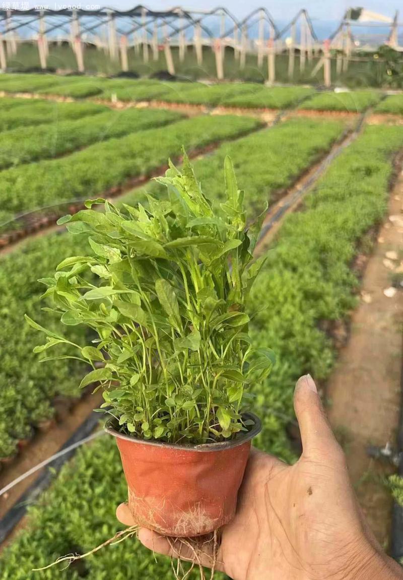 美麗月見草盆栽 美麗月見草盆栽