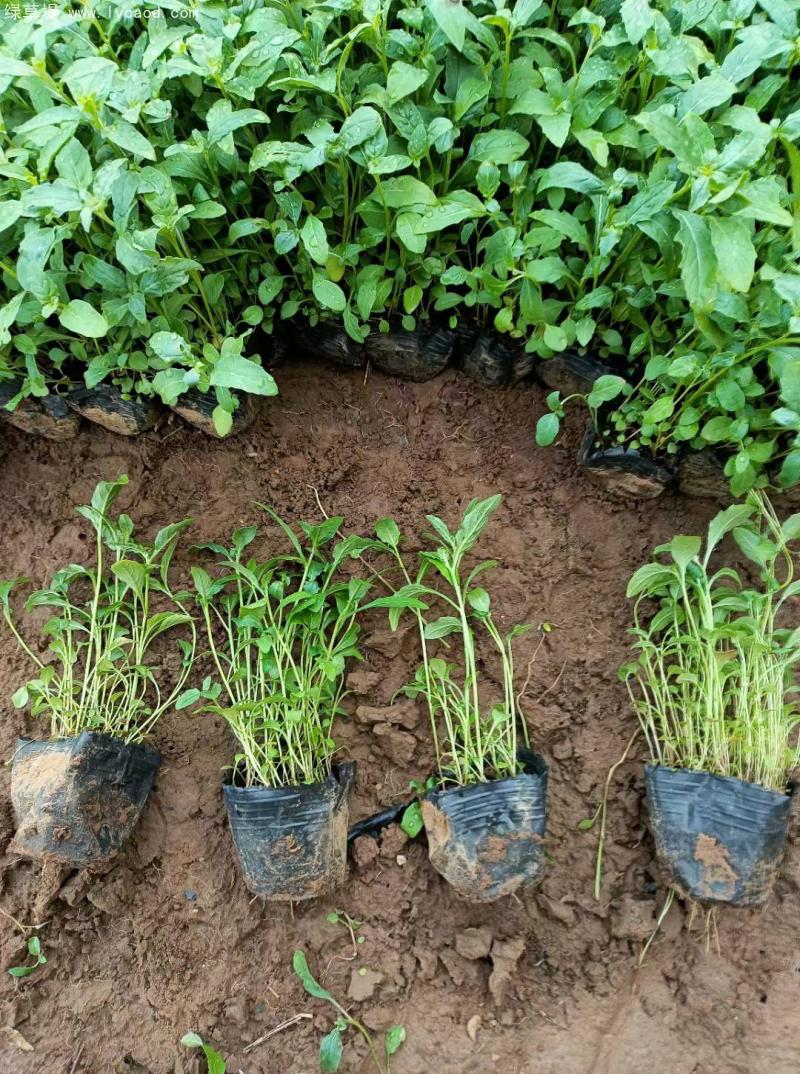 美麗月見草盆栽 美麗月見草盆栽