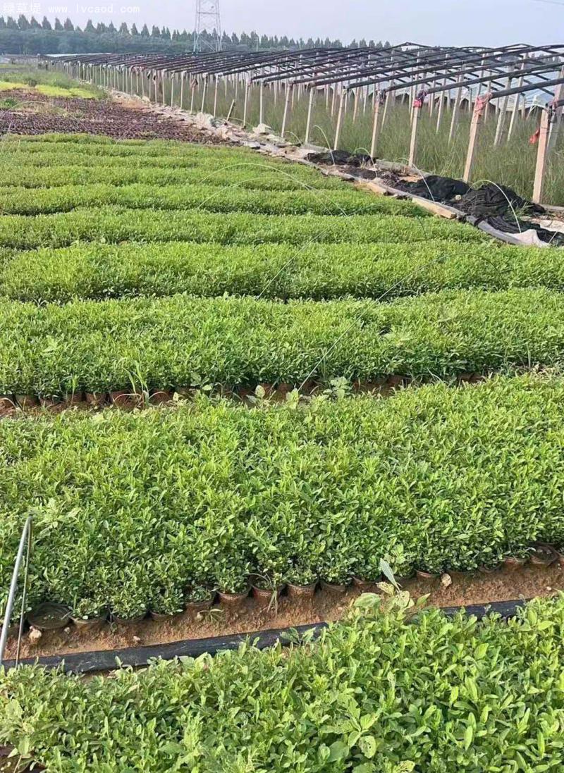 美麗月見草盆栽 美麗月見草盆栽