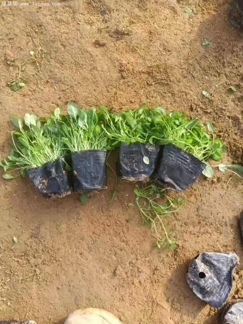 月見草盆栽 月見草盆栽