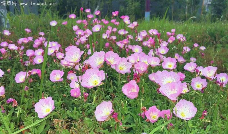 月見草花朵 月見草花朵