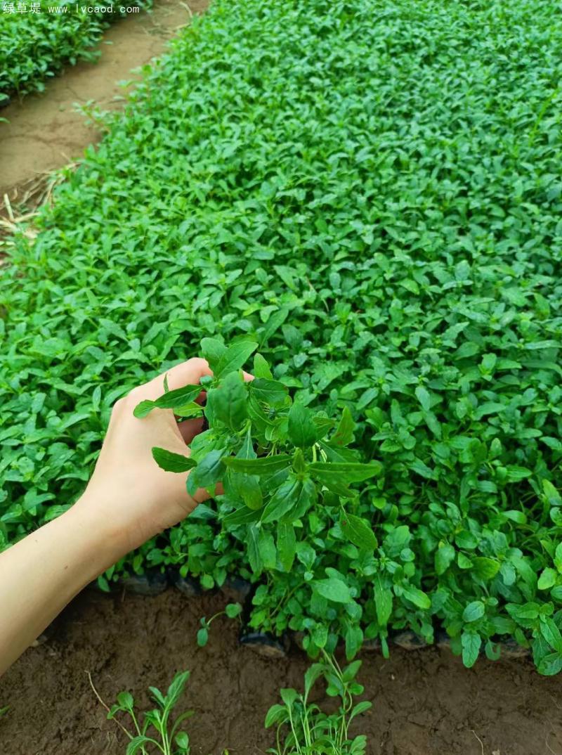 美麗月見草盆栽 美麗月見草盆栽