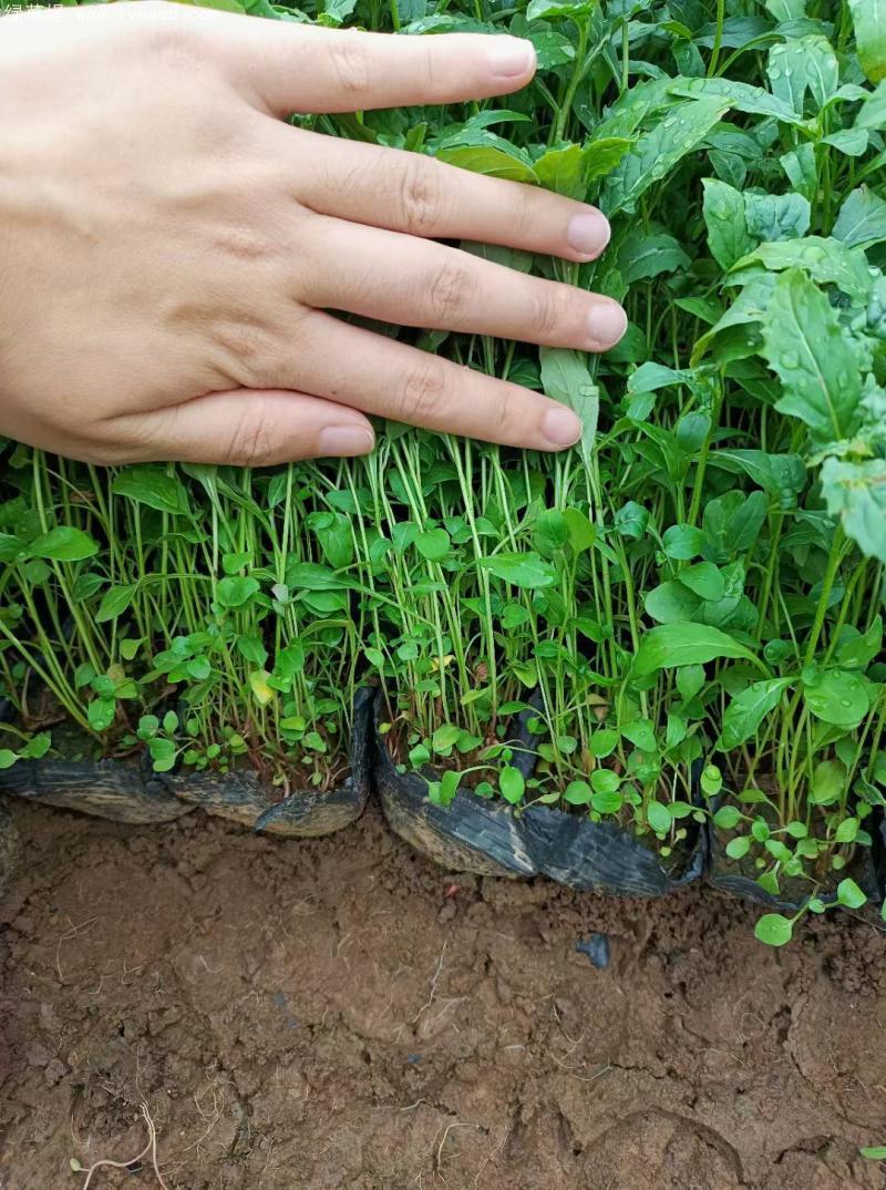 美麗月見草盆栽 美麗月見草盆栽