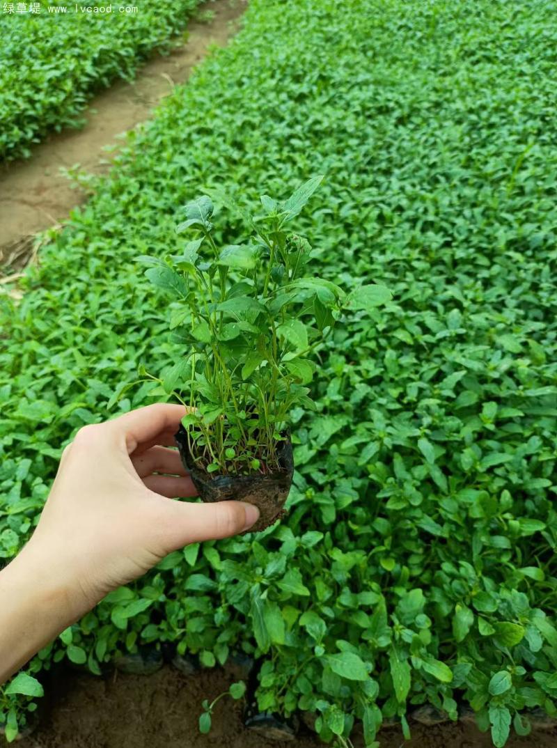 美麗月見草盆栽 美麗月見草盆栽