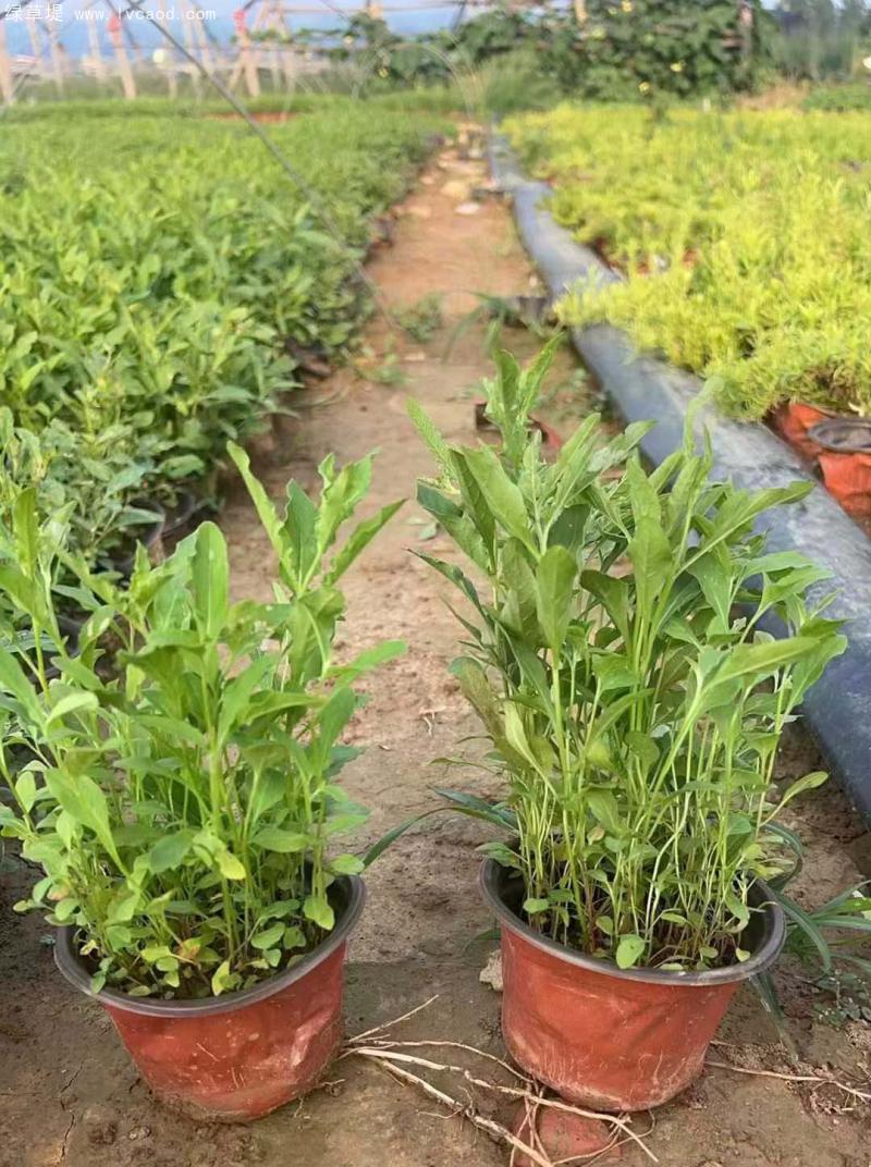 美麗月見草盆栽 美麗月見草盆栽