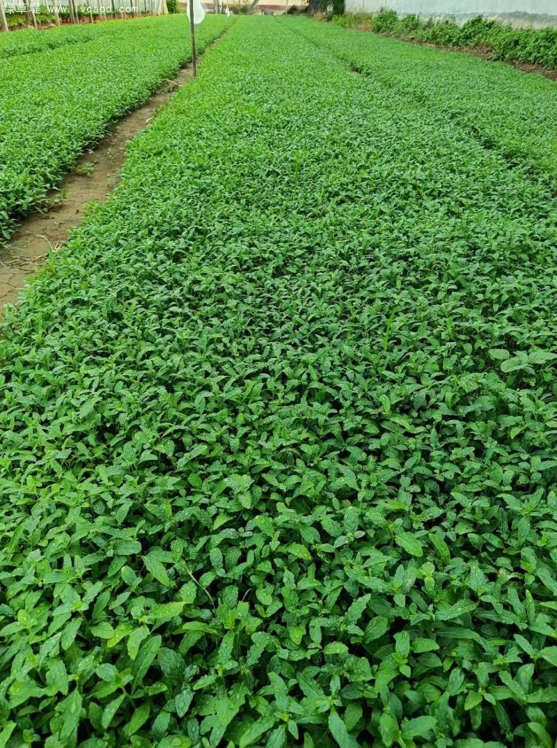 美麗月見草盆栽 美麗月見草盆栽