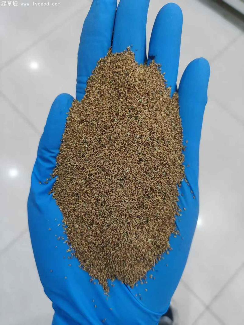 美麗月見草種子 美麗月見草種子