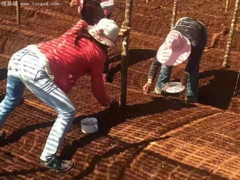 三七植株 三七植株